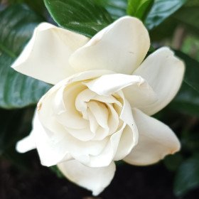 Jasmin du Cap, Gardenia jasminoides